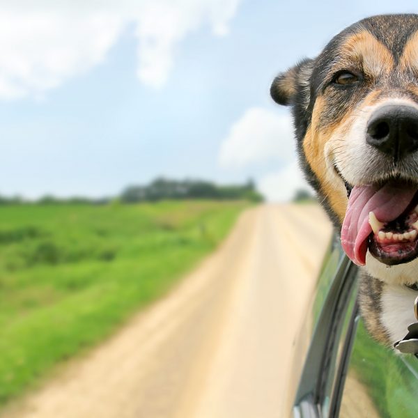 guia de viagem para cachorros de ohio - mistura de pastor alemão enfiando a cabeça para fora do carro