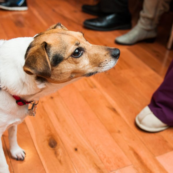 prepare your dog for holiday guests - dog on floor among people