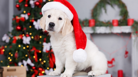 What to Consider Before Getting Someone a Puppy for Christmas