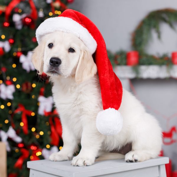 puppy for christmas - golden retriever puppy with santa hat