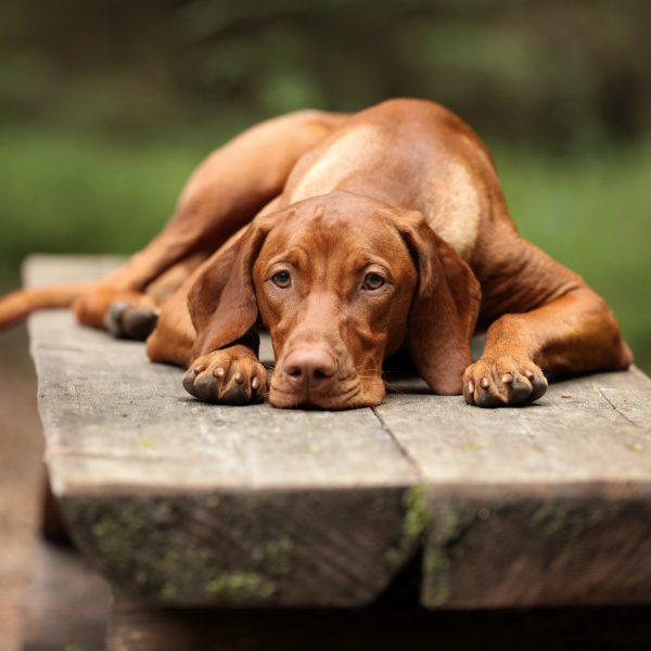 vizsla puppies - vizsla dog lying on a bench