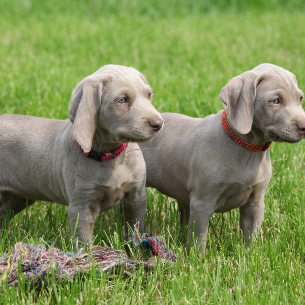 weimaraner puppies playing