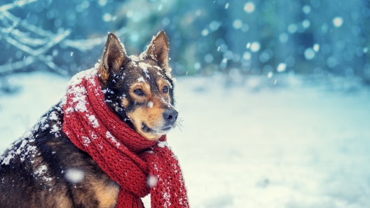 8 Winter Safety Tips for Dogs