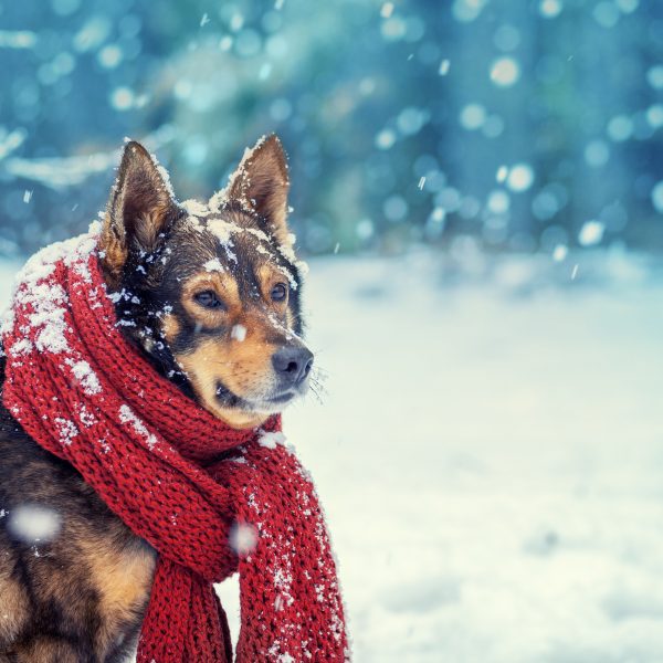 winter safety tips for dogs - dog in snow with scarf