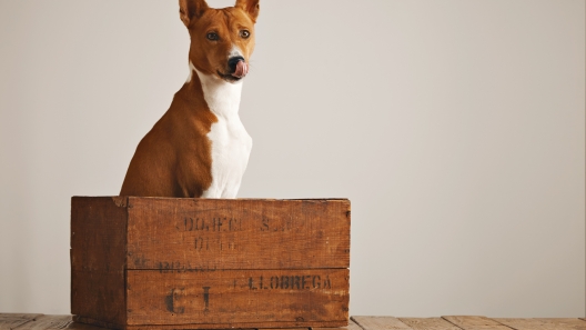 Introduction to Crate Training Your Dog