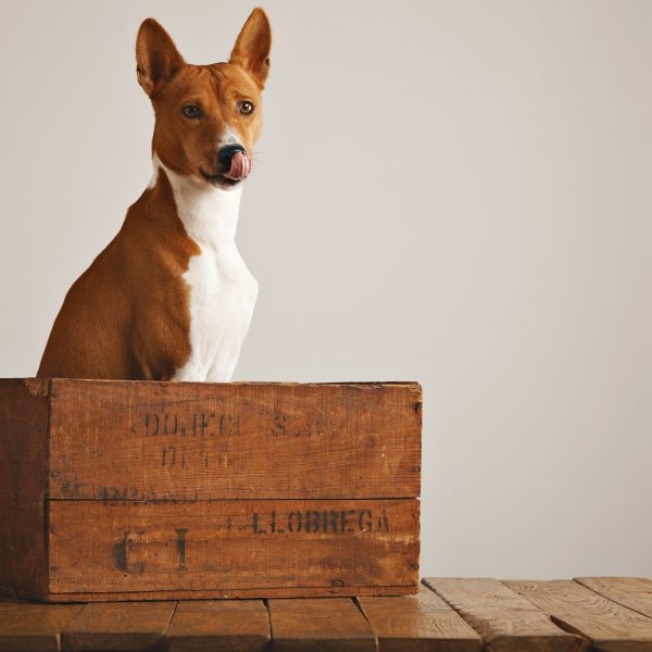 crate training - dog sitting in wooden crate
