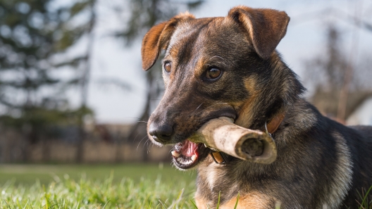 Dog Bones: Which Chews Are Safe?