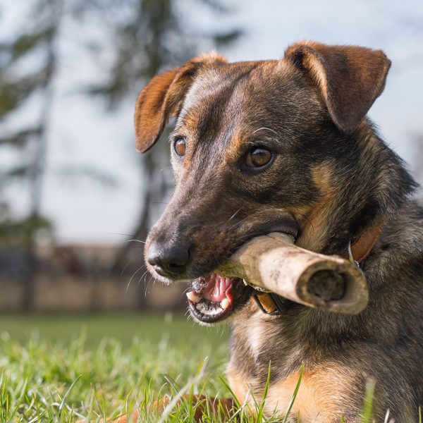 dog bones - dog with bone chew