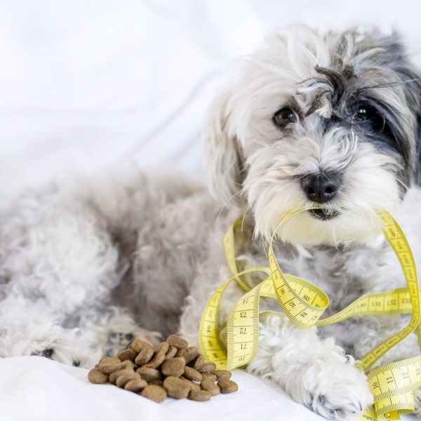 help overweight dogs get healthy - small dog with measuring tape and small pile of kibble