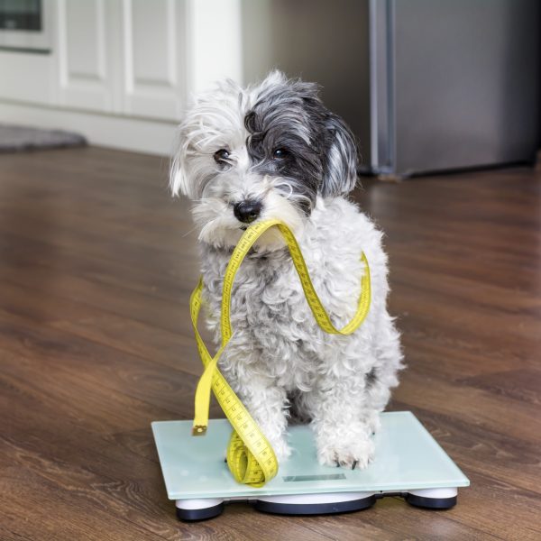 is your dog overweight - poodle on scale with measuring tape in its mouth