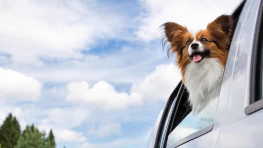 New Jersey Dog-Friendly Travel Guide