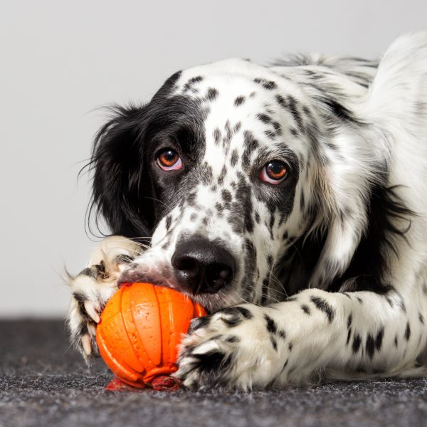 popular dog gadgets - dog chewing on ball