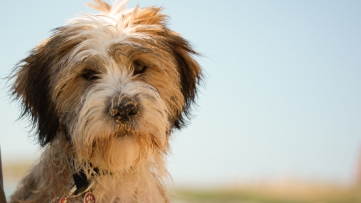 8 Facts About Tibetan Terriers
