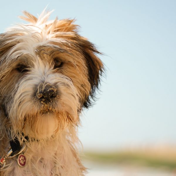 tibetan terrier puppy at beach