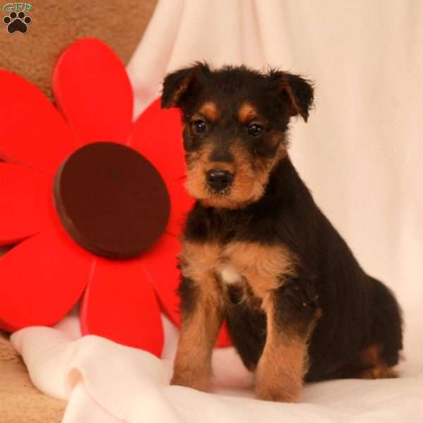 Mack, Airedale Terrier Puppy