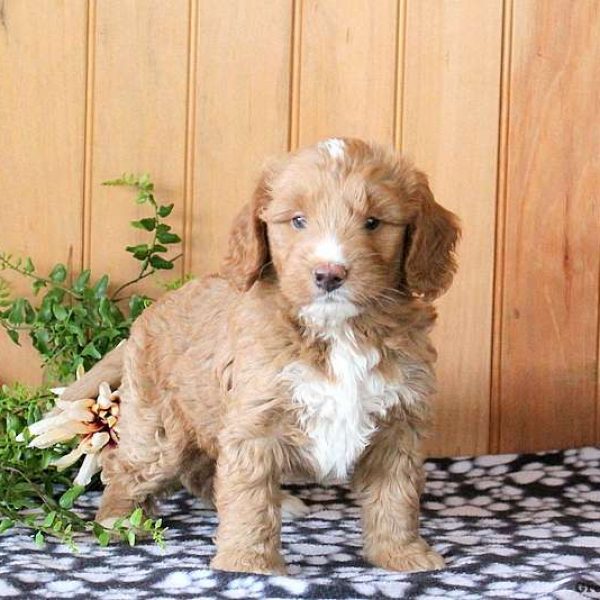 Golden Mountain Doodle-Miniature Puppy