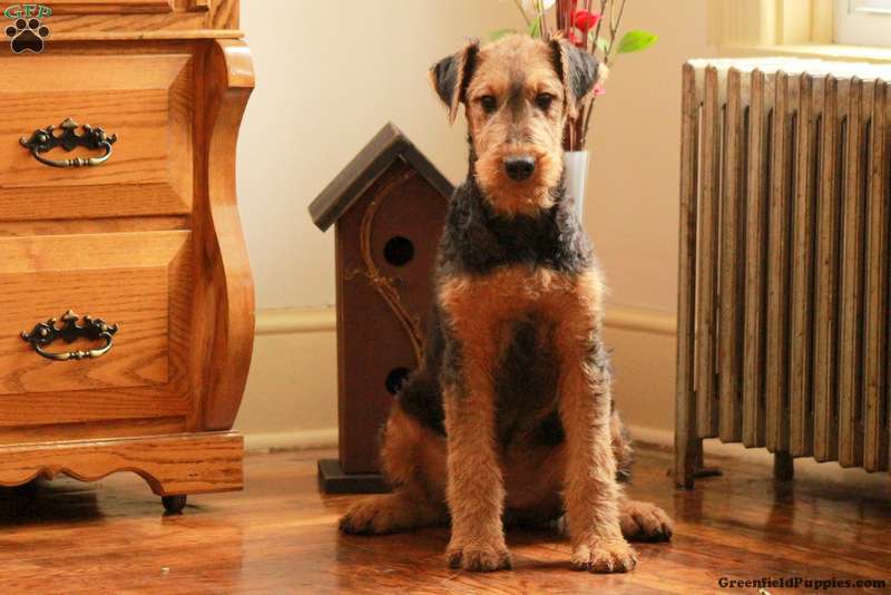 Molly Airedale Terrier Puppy For Sale in Pennsylvania