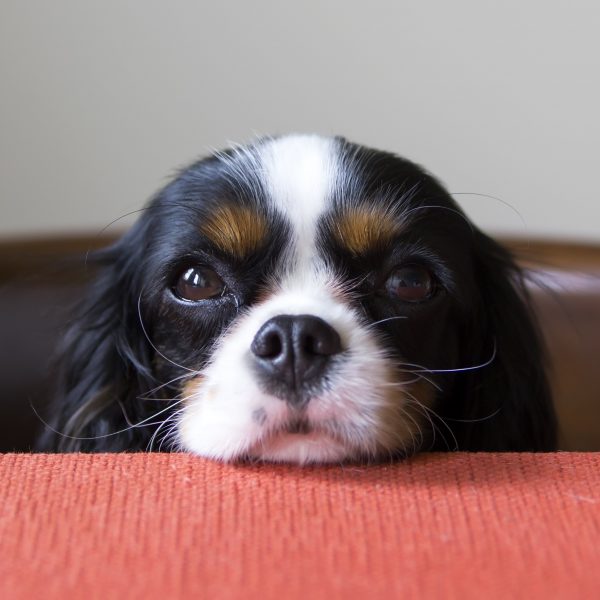 cute spaniel puppy begging at the table