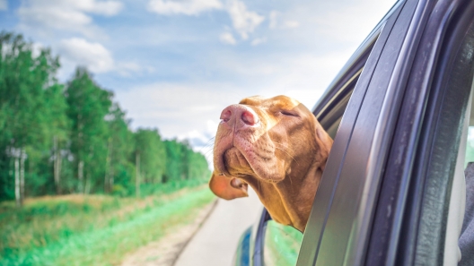 Maryland Dog-Friendly Travel Guide
