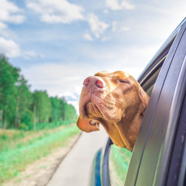 maryland dog-friendly travel guide - vizsla dog sticking head out of car window