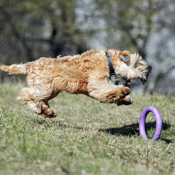 soft-coated wheaten terrier chasing toy across grass