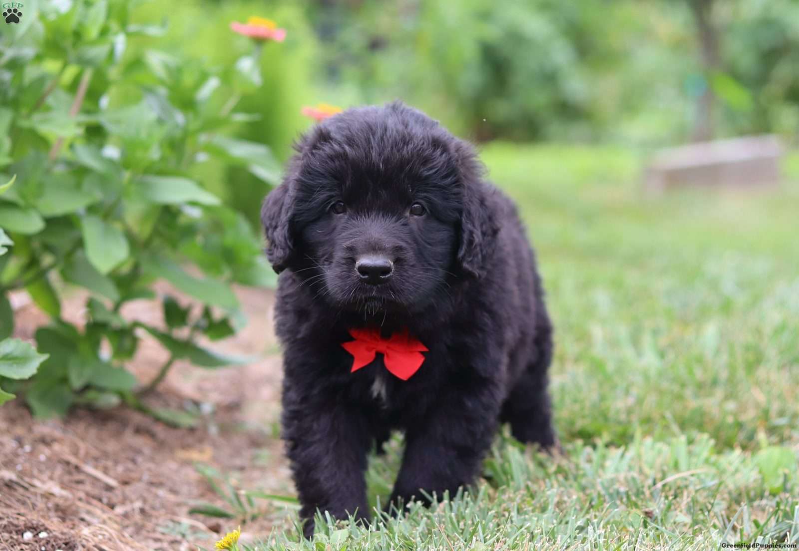 Newfoundland saint bernard orders mix puppies