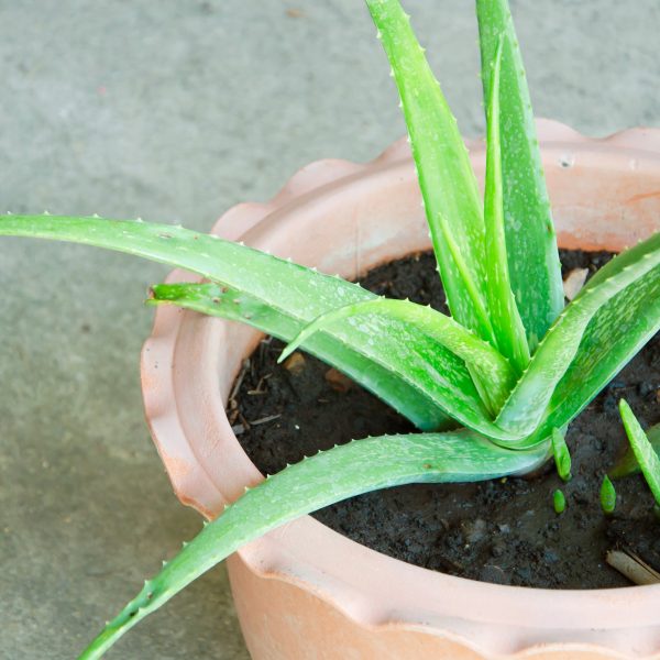 Is aloe plant store bad for dogs