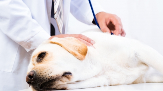 What You Need to Know About Dog Flu