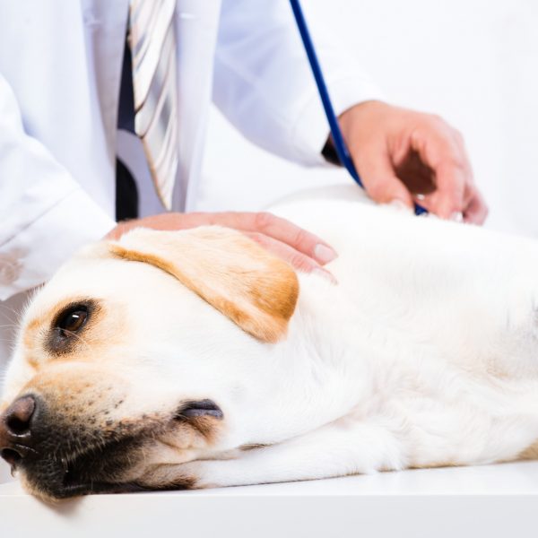 gripe canina - veterinário examinando laboratório amarelo