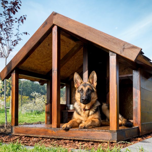 german shepherd in dog house