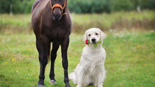 4 Dog Breeds That Work Well With Horses