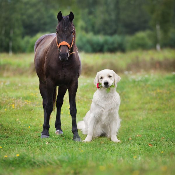 golden retriever e cavalo em um campo