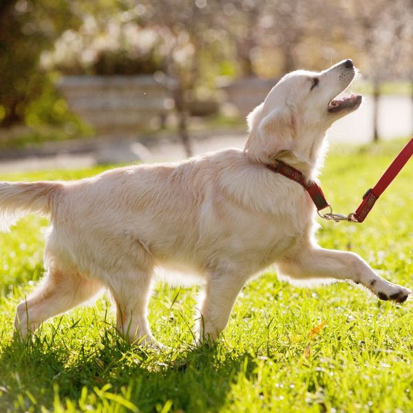 golden retriever puppy on leash