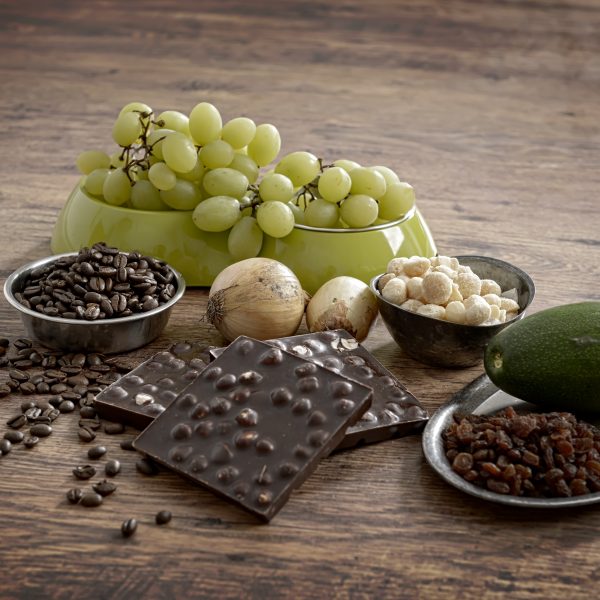 grapes, chocolate, pile of harmful foods to keep away from your dog