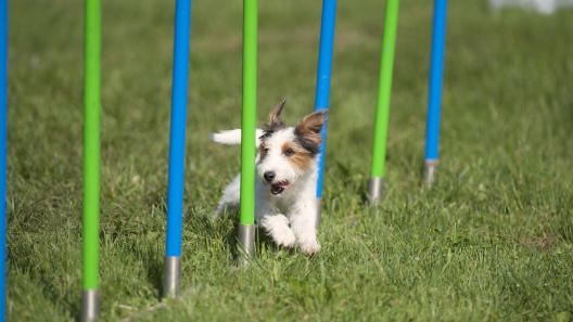 3 Questions to Ask Before Your Dog Starts Agility Training