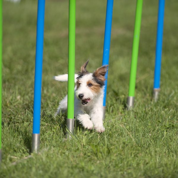 small white and brown dog doing agility training