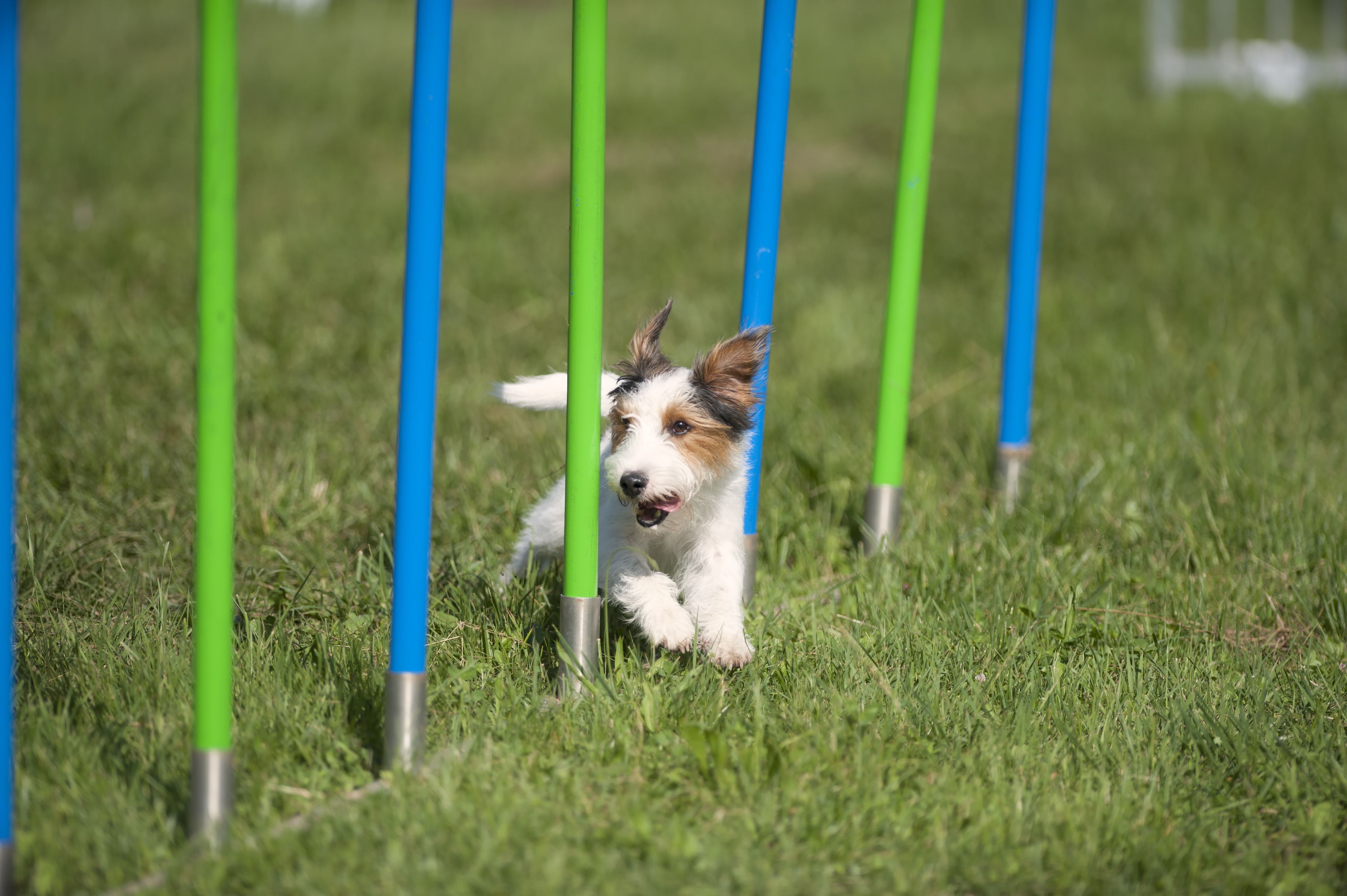 when can puppies start agility training