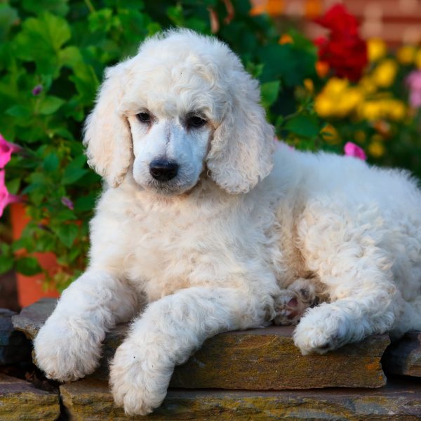 standard poodle puppy on a garden wall