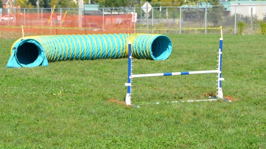 How to Create a DIY Obstacle Course for Your Dog