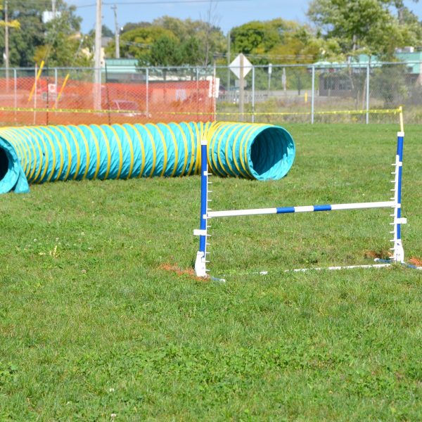 tunnel and jump in diy obstacle course for dog