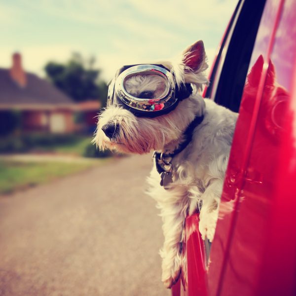 washington dc dog-friendly travel guide - westie with goggles looking out a car window