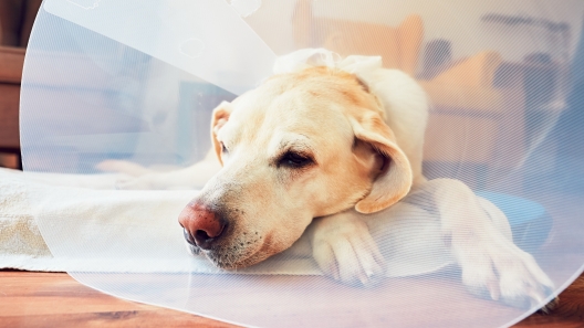 How to Care for Your Dog After Surgery