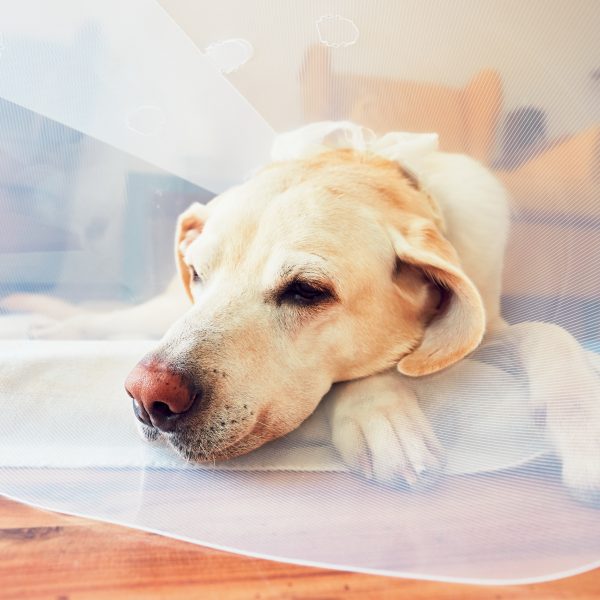 yellow lab with cone after surgery
