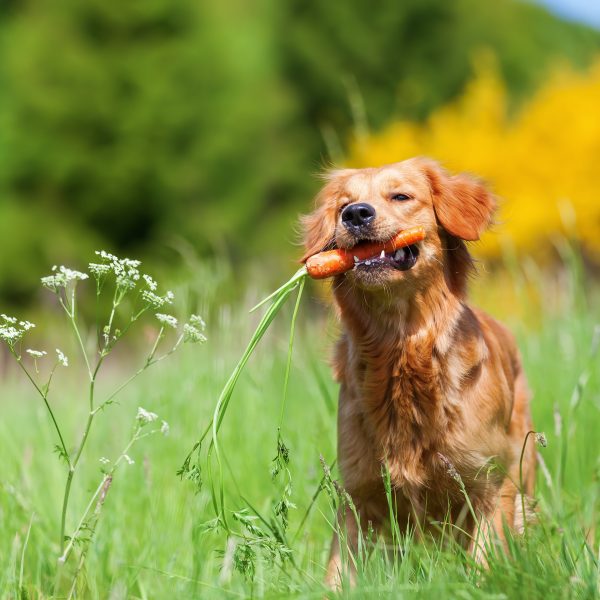 young golden retriever puppy with carrot