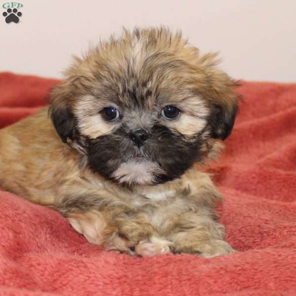 Milly, Lhasa Apso Puppy