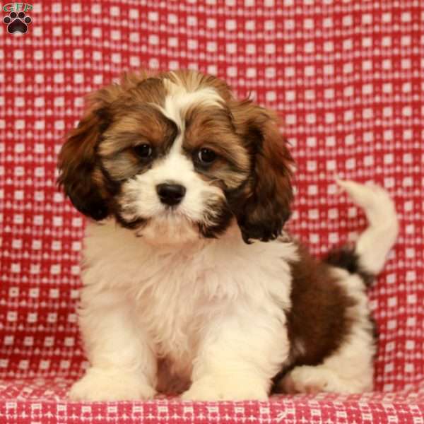 Tony - Lhasa Mix Puppy For Sale in Pennsylvania