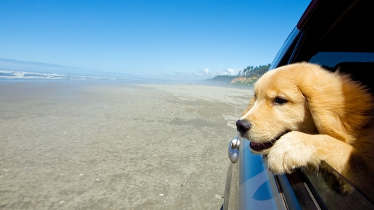 California Dog-Friendly Travel Guide