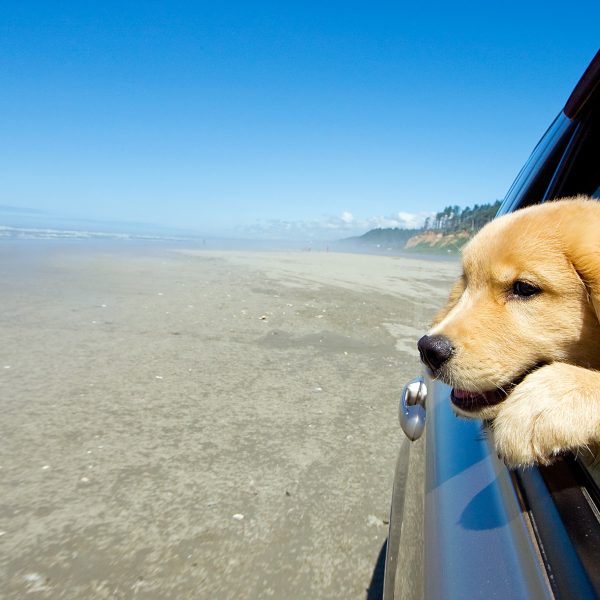 california dog-friendly travel guide - golden retriever looking out of car window driving on beach