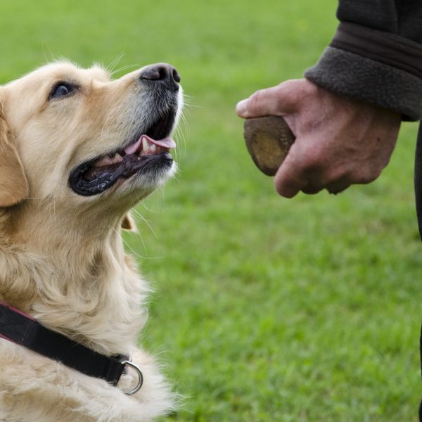 how to train your dog to leave it - obedience training with golden retriever