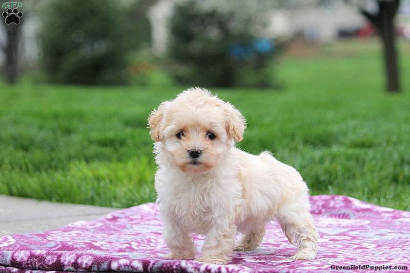 Telemacos værdig Habubu Coton de Tulear Mix Puppies for Sale | Greenfield Puppies